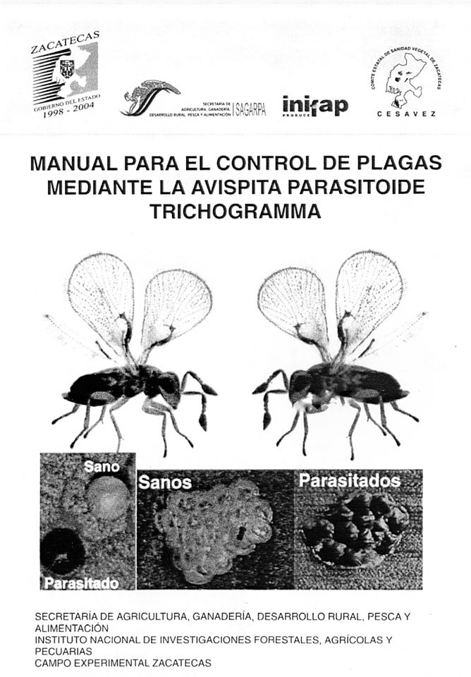 Control de plaga de Gusano Cogollero