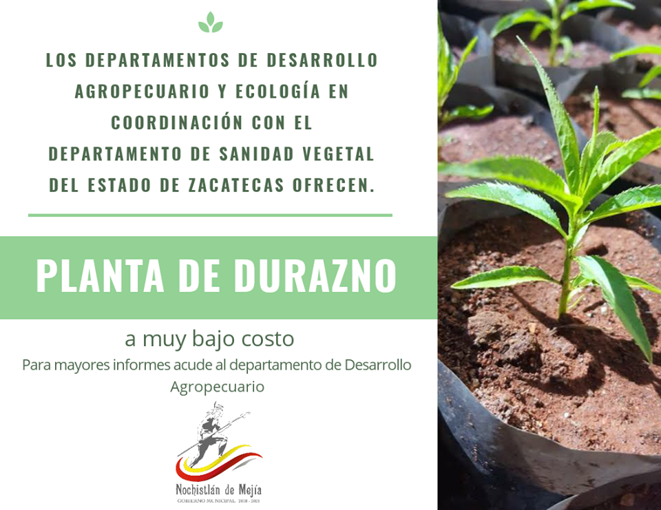 Planta un durazno