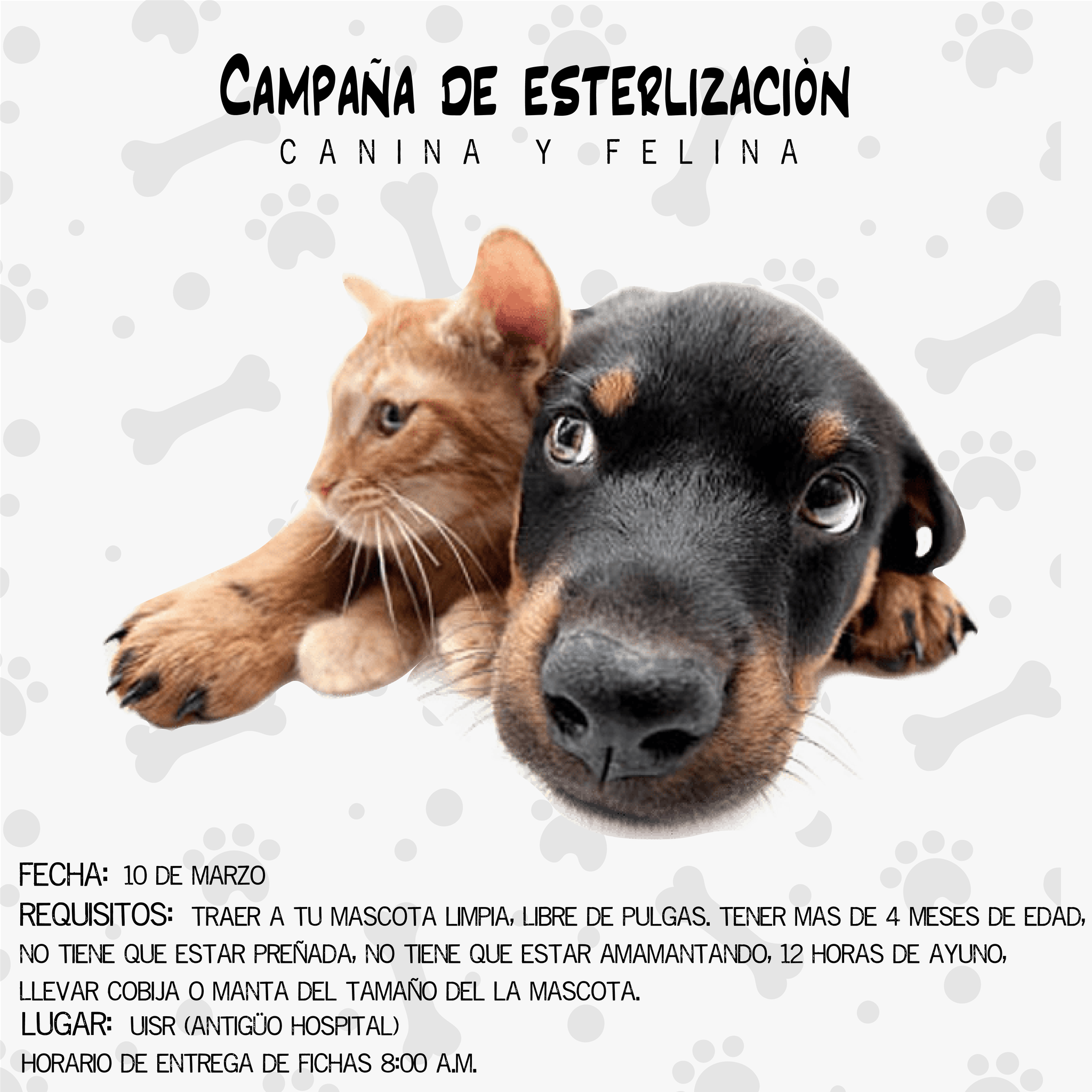 Campaña de esterilización canina y felina
