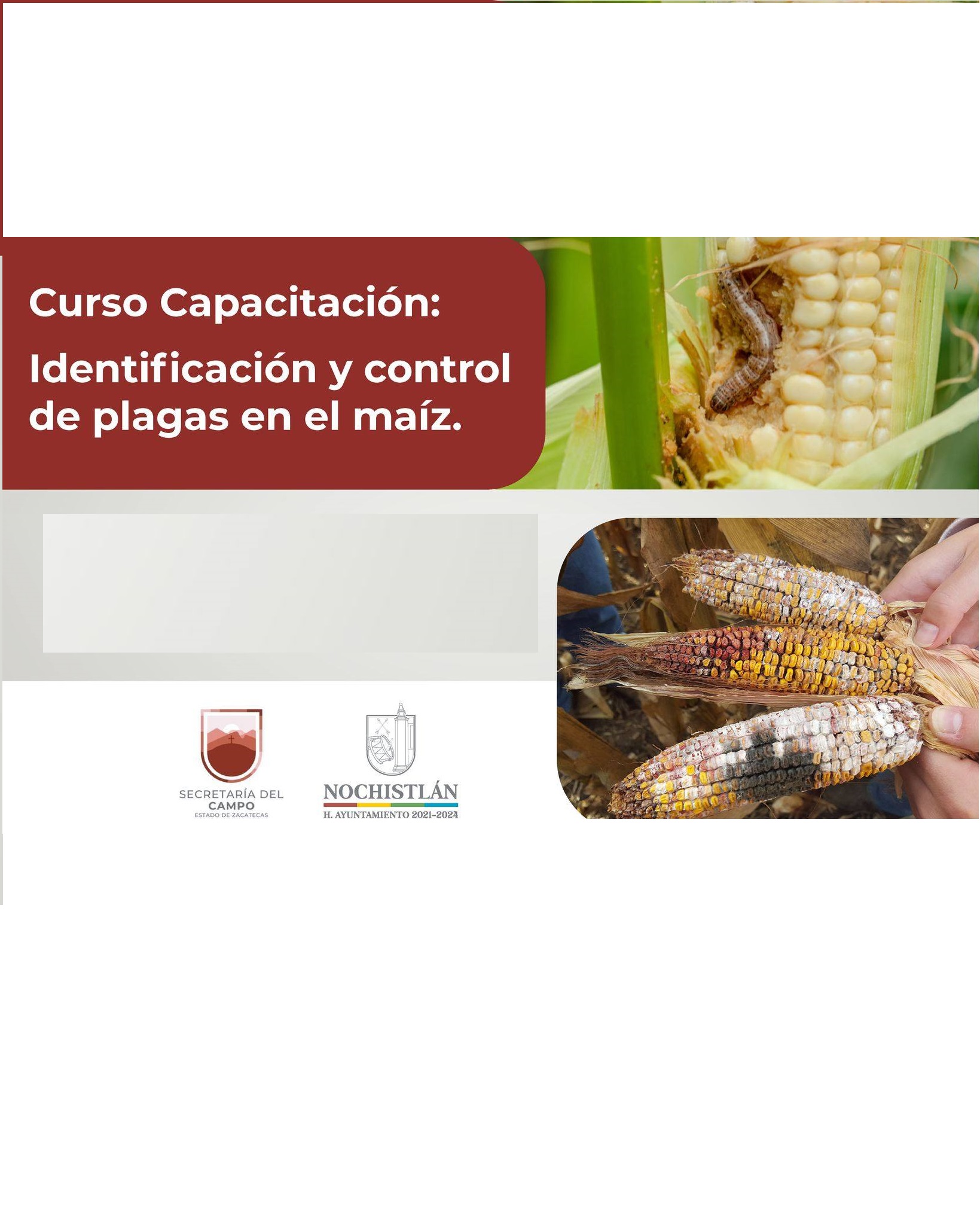 Curso Capacitación de Identificación y control de plagas en el maíz.