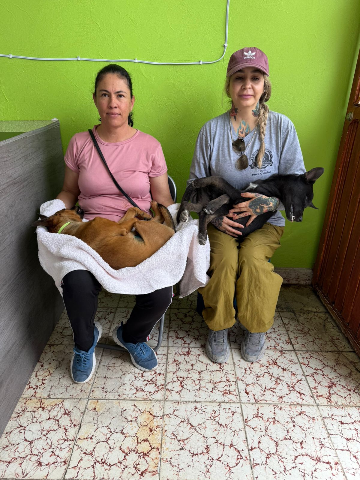 Campaña continua de esterilización en Nochistlán