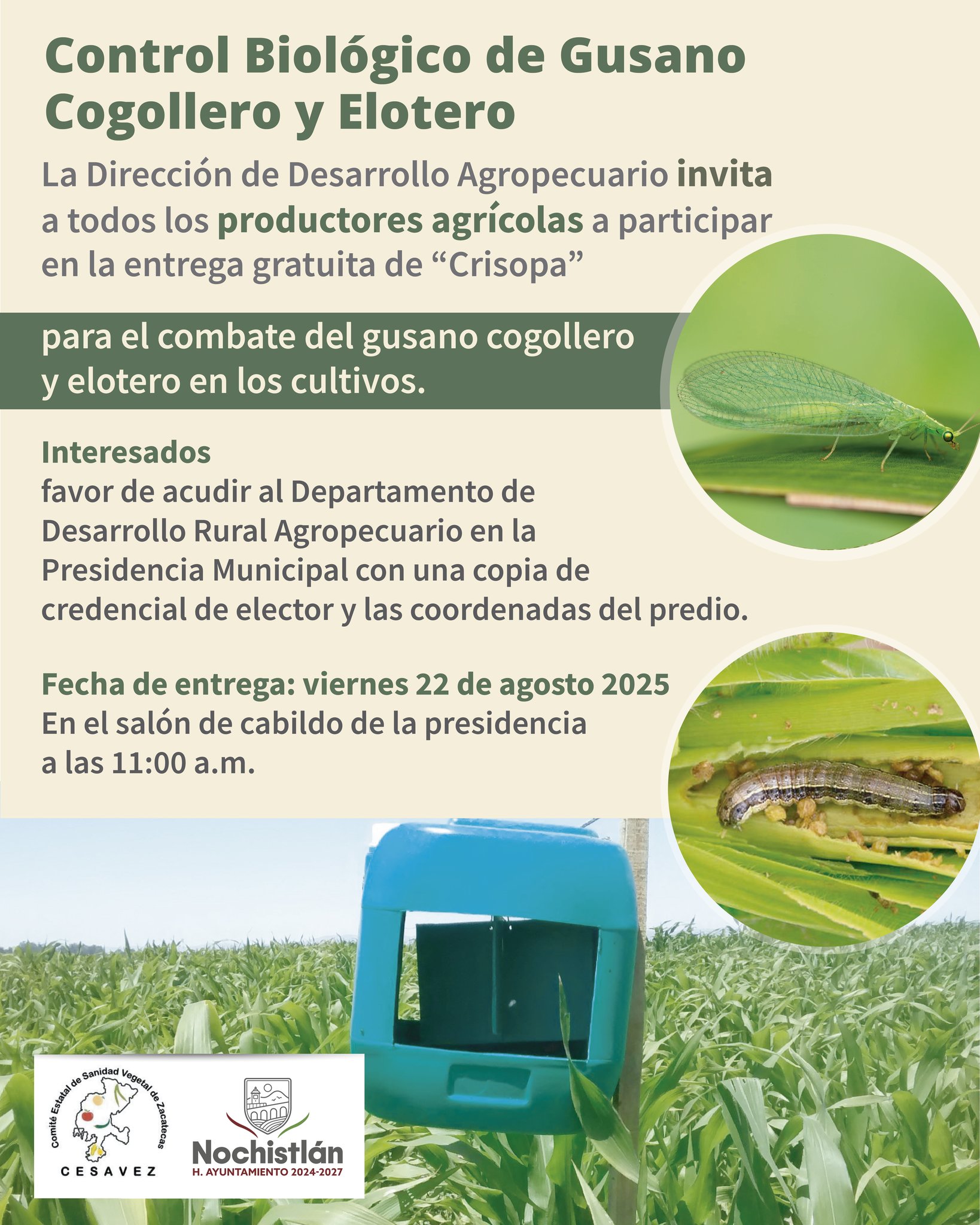 Control de gusano cogollero