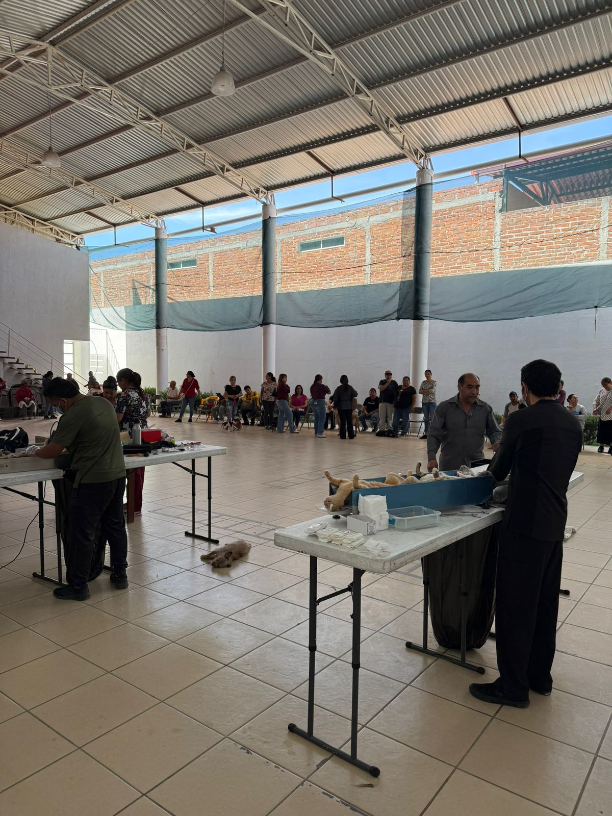 Campaña de esterilización canina y felina exitosa